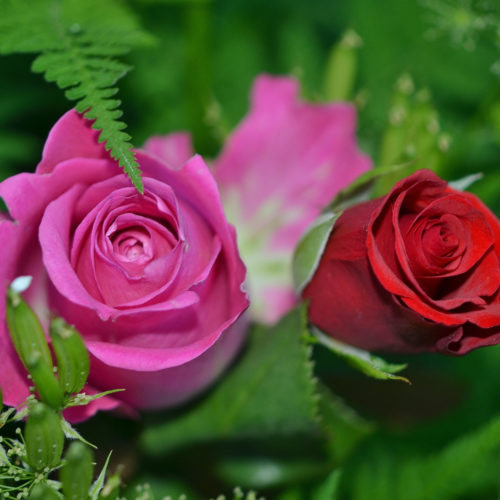 roses-flower-nature-macro-63638